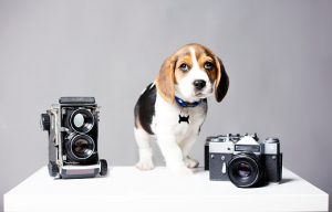 pet photo shoot