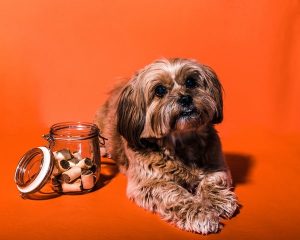 pet treats for Humane Society fundraising