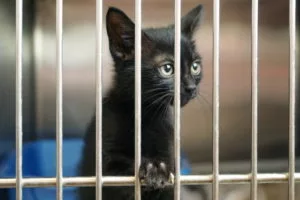 Animal shelter kitty