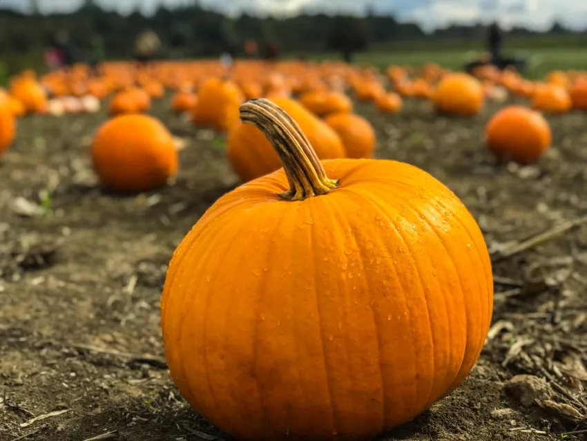 Halloween Fundraising Idea - The Pumpkin Patch Fundraiser